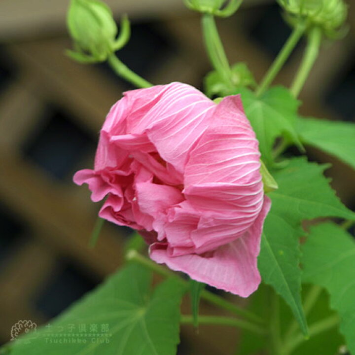 楽天市場】酔芙蓉 （ スイフヨウ ） 9cmポット苗 フヨウ 芙蓉 花木 