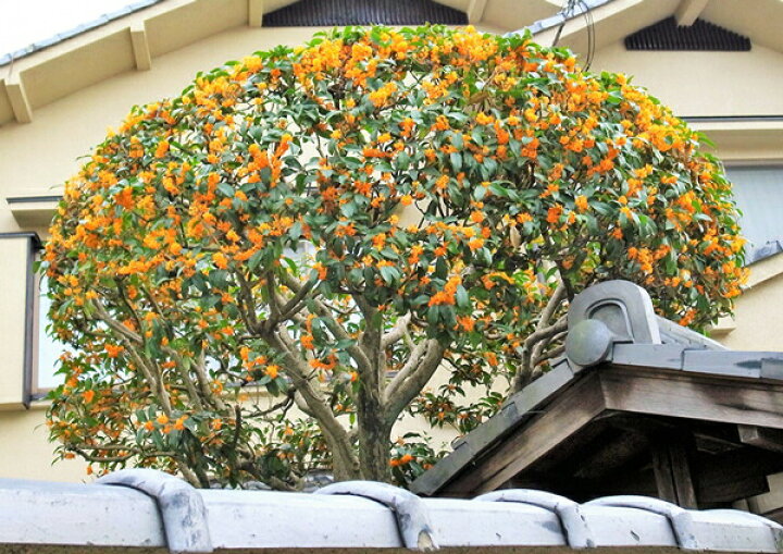 楽天市場】キンモクセイ （ 金木犀 ） 15cmポット苗 花木 秋 甘い香り 