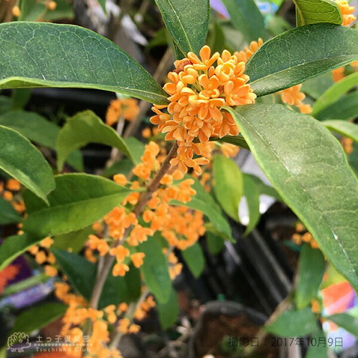 苗 苗木 キンモクセイ 樹高0 25m前後 10 5cmポット 金木犀 きんもくせい 秋に花を咲かせ優しい香りが特徴生垣用 植木 庭木 生け垣 15本 15 代引可
