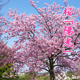 楽天市場 陽光桜の通販