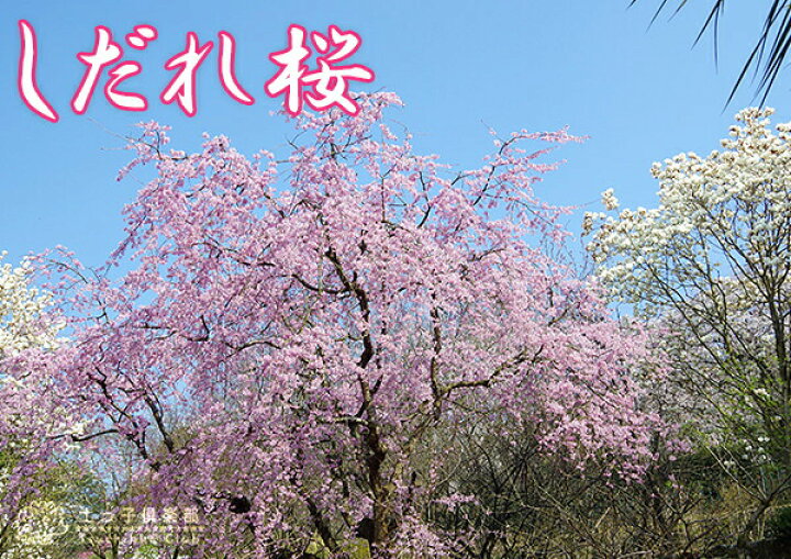 生地確認画面】紺地に枝垂れサクラ スモーキーピンク （ドビー 生地 