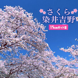 楽天市場 染井吉野 苗木の通販