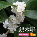 ギンモクセイ （ 銀木犀 ） 10.5cmポット苗 【 2個セット 】花木 白花 秋 苗 苗木 香る花木 土っ子倶楽部