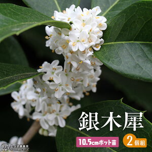 MNZC i ؍ j 10.5cm|bgc y 2Zbg zԖ  H c c Ԗ yqy