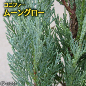 Rjt@[ w [O[ x 15cm|bgc