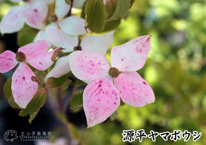 楽天市場 やまぼうし 源平ヤマボウシ 13 5cmポット苗 花と緑の専門店 土っ子倶楽部 楽天市場 やまぼうし 源平ヤマボウシ 13 5cmポット苗 花と緑の専門店 土っ子倶楽部