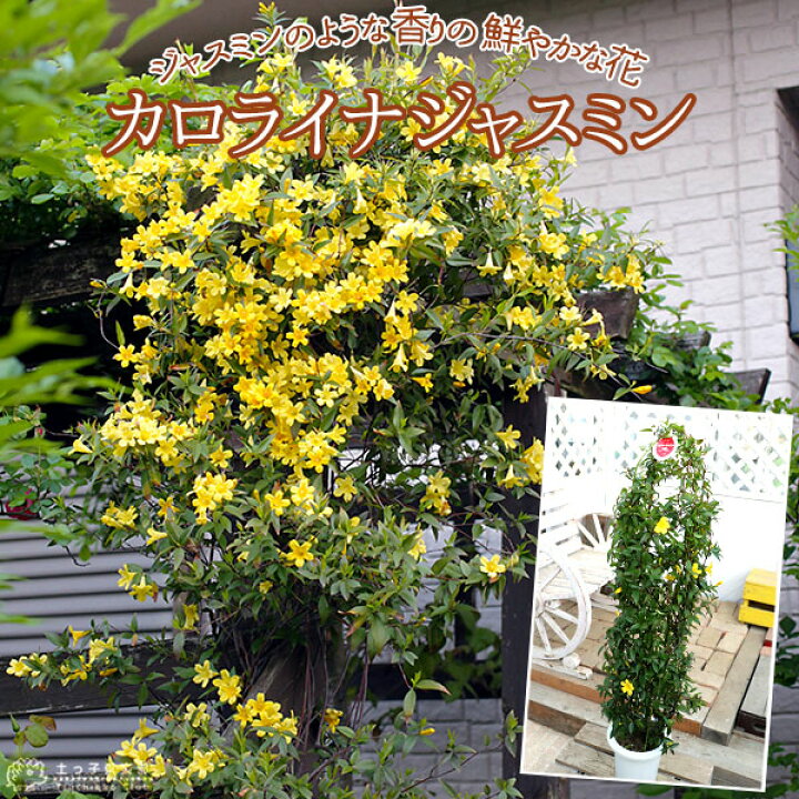 楽天市場 カロライナジャスミン 6号鉢植え 花と緑の専門店 土っ子倶楽部 楽天市場 カロライナジャスミン 6号鉢植え 花と緑の専門店 土っ子倶楽部