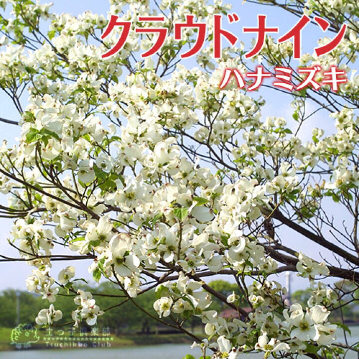 楽天市場】ハナミズキ 『 クラウドナイン 』 13.5cmポット苗 : 花と緑  