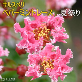 楽天市場 ガーデニング 農業 植物の種類サルスベリ 花 ガーデン Diy の通販