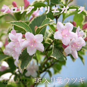 tEcMwt_oGK[^x 15cm|bgc