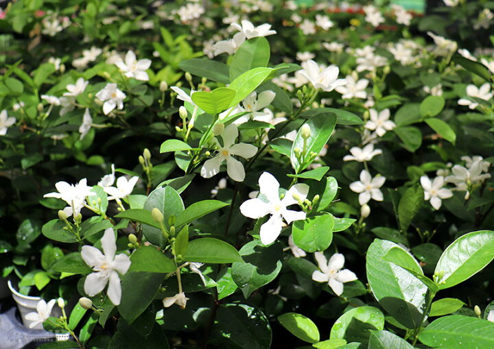 楽天市場 セイロンライティア 4号鉢植え 夏の花 花と緑の専門店 土っ子倶楽部