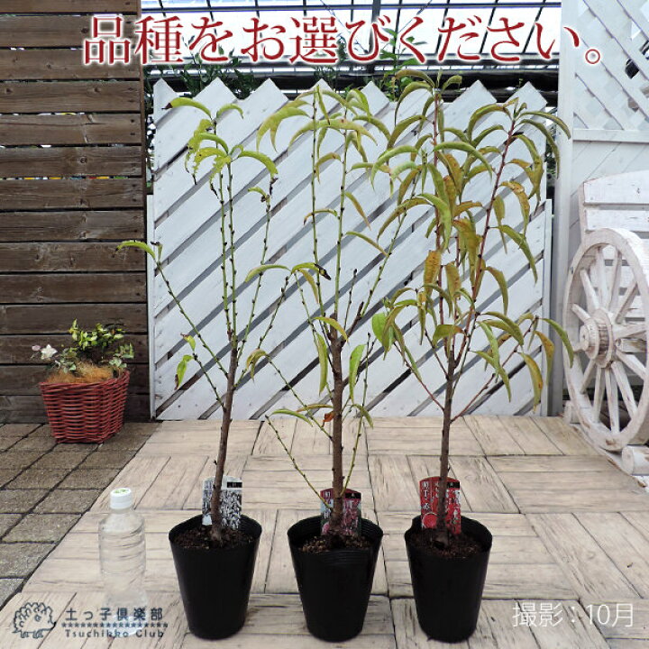 楽天市場 花桃 照手 シリーズ 13 5cmポット苗木 花と緑の専門店 土っ子倶楽部