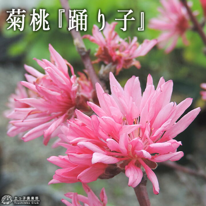 楽天市場 菊桃 花桃 踊り子 13 5cmポット苗 花と緑の専門店 土っ子倶楽部