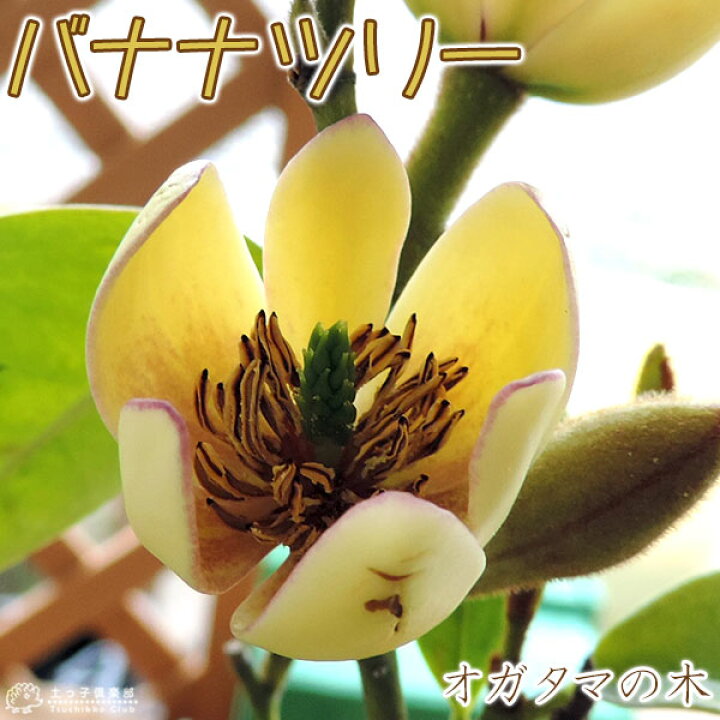 楽天市場 オガタマの木 カラタネオガタマ 15cmポット苗 別名 バナナツリー 花と緑の専門店 土っ子倶楽部