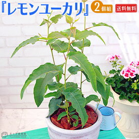 楽天市場 ユーカリ 鉢植えの通販