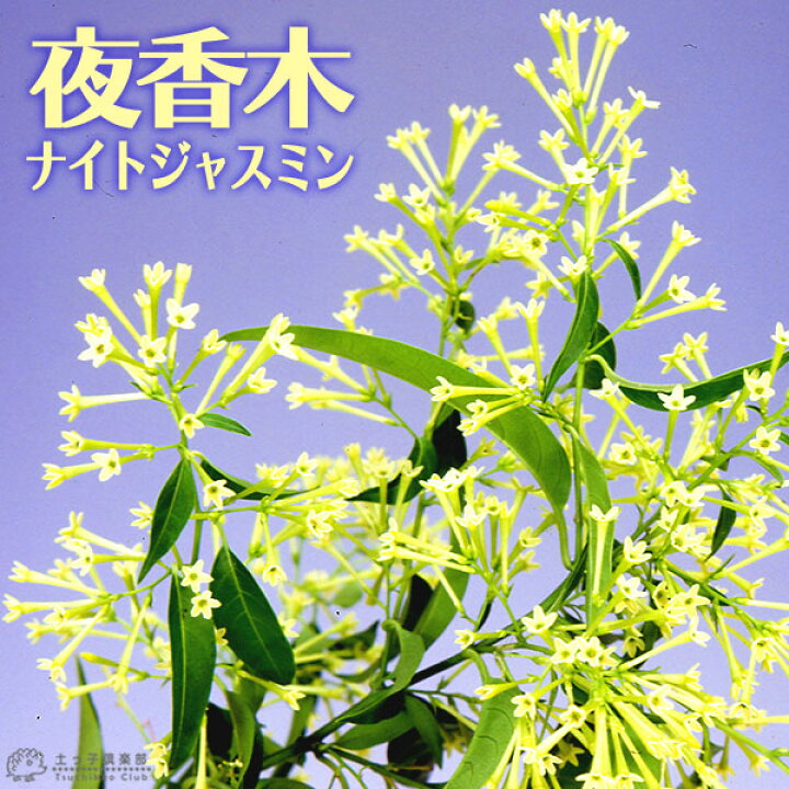 楽天市場 ナイトジャスミン 夜香木 夜香花 9cmポット苗 花と緑の専門店 土っ子倶楽部