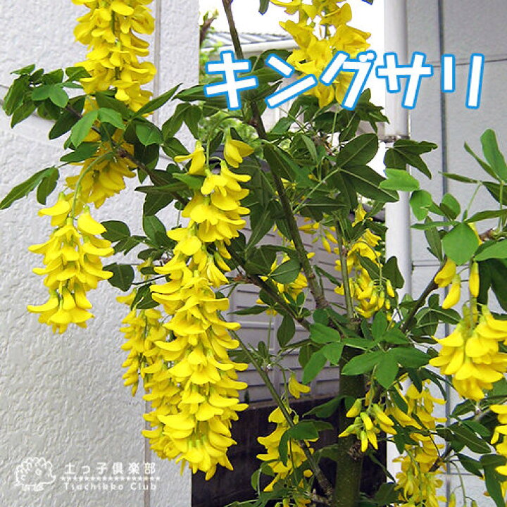 楽天市場 キングサリ ボッシー 15cmポット苗木 黄花藤 花と緑の専門店 土っ子倶楽部