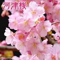【半額】 桜 『 河津桜 （ かわづざくら ） 』接ぎ木 15cmポット 苗木