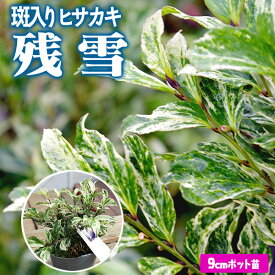 ヒサカキ 斑入り葉 『 残雪 』 9cmポット苗 【 珍種 】（ シェードプランツ、斑入りヒサカキ）　ヒサカキ 花木 シンボルツリー トリカラー 苗 苗木 NHK 趣味の園芸 掲載 シュラブ 日陰 土っ子倶楽部