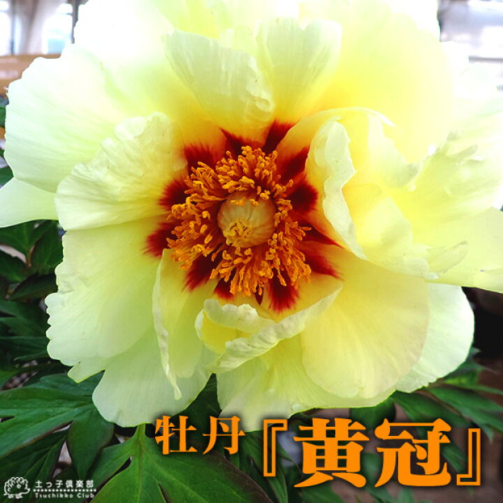 楽天市場 牡丹 黄冠 6号スリット鉢植え 黄ボタン 22年の開花は終了しています 花と緑の専門店 土っ子倶楽部