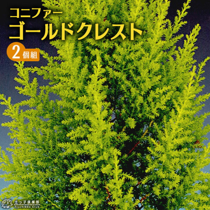 楽天市場 コニファー ゴールドクレスト 9cmポット苗 2個セット 花と緑の専門店 土っ子倶楽部