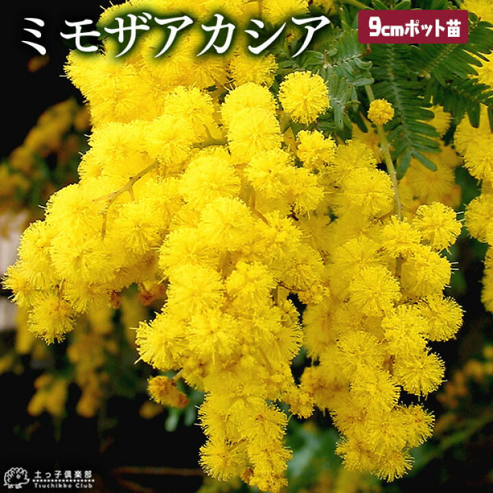 楽天市場 ミモザ アカシア ゴールデンミモザ 9cmポット苗 銀葉アカシア 花と緑の専門店 土っ子倶楽部