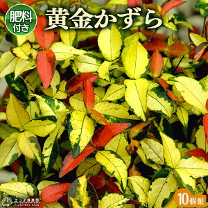  9cm|bgc y 엿800gv[g z y 10Zbg z