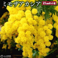 ミモザ アカシア 大苗 7号ポット苗木（ 銀葉アカシア ）ミモザアカシア 苗 苗木 黄色 春 3月 4月 春 国際…