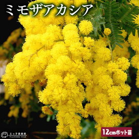 楽天市場 ミモザ 花の通販