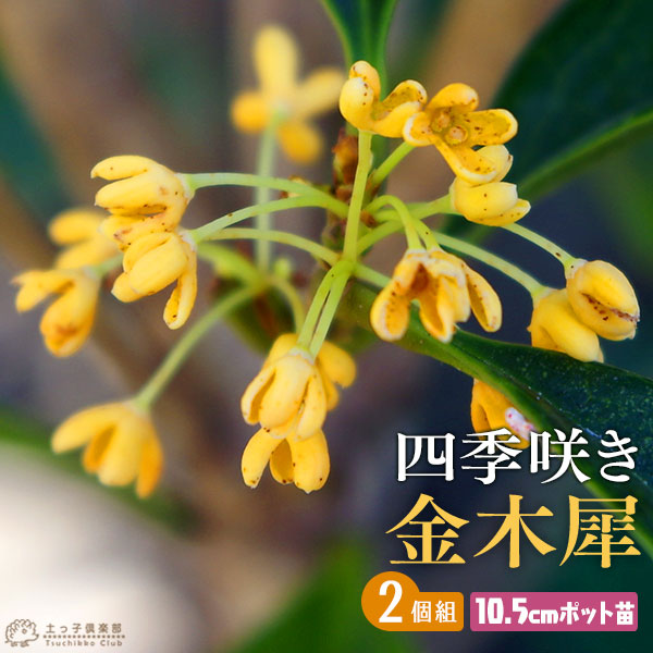 日本製 優しい香りの金木犀 四季咲き性でベランダガーデンにも最適 四季咲き金木犀 10.5cmポット苗 2個セット 入荷予定 キンモクセイ