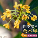 四季咲き金木犀 （ キンモクセイ ） 10.5cmポット苗 【 2個セット 】
