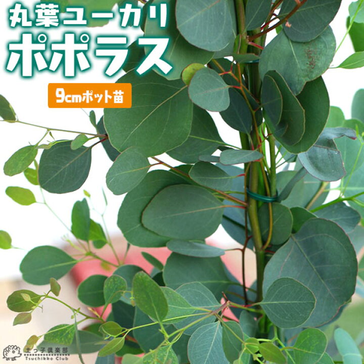 楽天市場 丸葉ユーカリ ポポラス シルバーダラーガム 9cmポット苗 花と緑の専門店 土っ子倶楽部