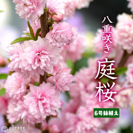 『 庭桜 （ ニワザクラ ） 』 ピンク （ 八重咲き ） 6号鉢植え