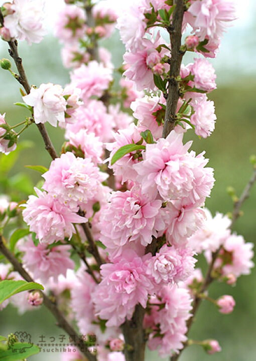 楽天市場 庭桜 ニワザクラ ピンク 八重咲き 6号鉢植え 花と緑の専門店 土っ子倶楽部