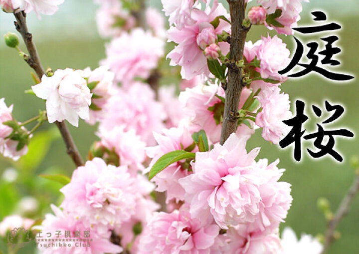 楽天市場 楽天スーパーsale 特価 花芽付き 庭桜 ニワザクラ ピンク 八重咲き 6号鉢植え 花と緑の専門店 土っ子倶楽部