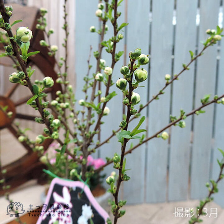 楽天市場 庭桜 ニワザクラ 白花 八重咲き 6号鉢植え 花と緑の専門店 土っ子倶楽部