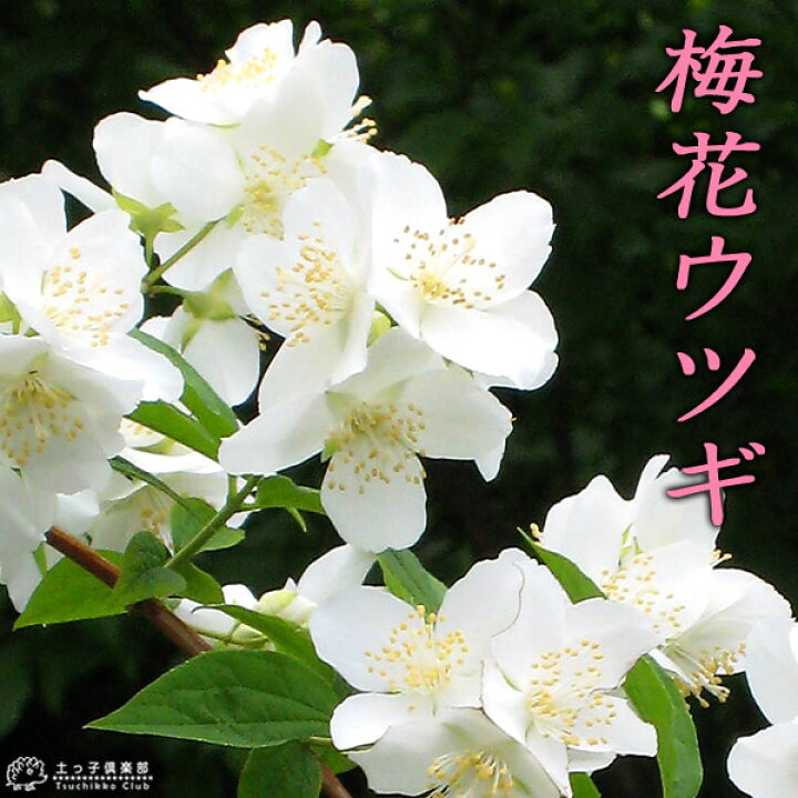 楽天市場 梅花ウツギ 香りバイカウツギ 5号鉢植え 花と緑の専門店 土っ子倶楽部 楽天市場 梅花ウツギ 香りバイカウツギ 5号鉢植え 花と緑の専門店 土っ子倶楽部