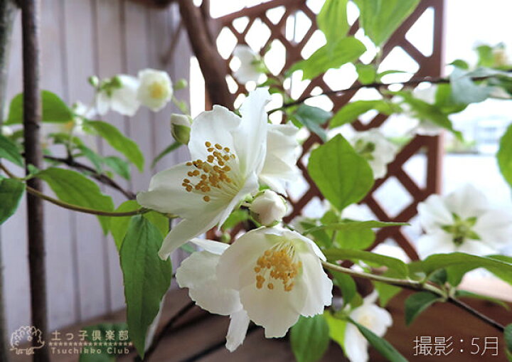 楽天市場 梅花ウツギ 香りバイカウツギ 5号鉢植え 花と緑の専門店 土っ子倶楽部