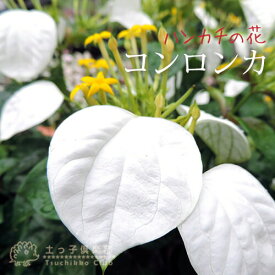 コンロンカ（ハンカチの花、ムッサエンダ） 10.5cmポット苗