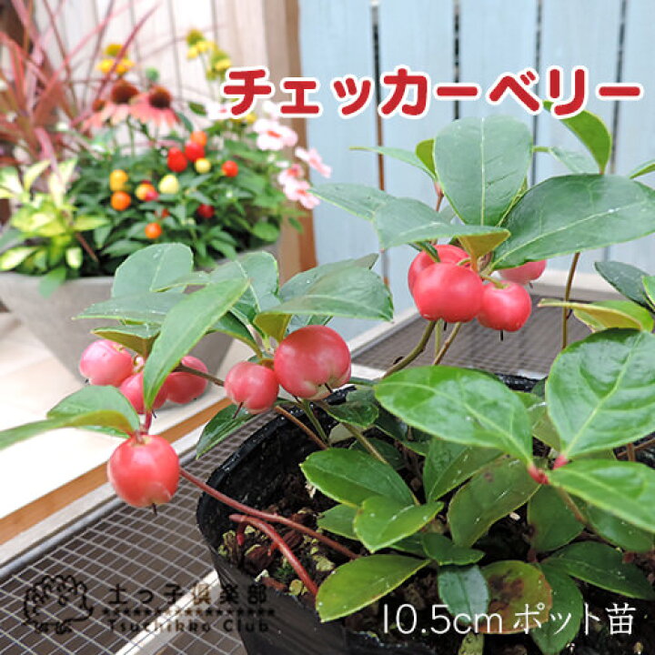 楽天市場 チェッカーベリー 10 5cmポット苗 花と緑の専門店 土っ子倶楽部
