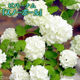 楽天市場 スノーボール 花 オオデマリの通販
