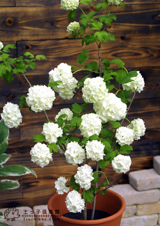 楽天市場】ビバーナム 『 スノーボール 』 5号鉢植え 花木 苗 苗木 