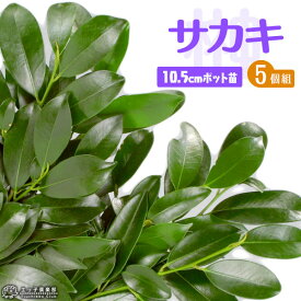 楽天市場 榊 栽培 苗の通販