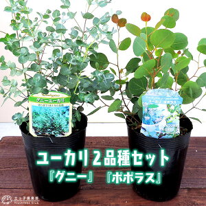 ユーカリ 2品種セット ( ポポラス & グニー ) 10.5cmポット苗