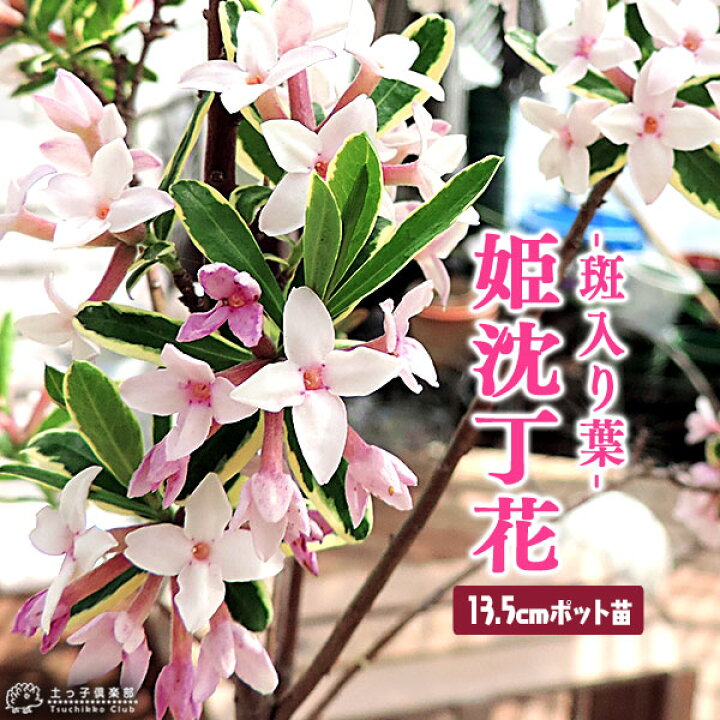 楽天市場 斑入りジンチョウゲ 覆輪姫沈丁花 13 5cmポット 花と緑の専門店 土っ子倶楽部