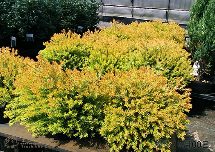楽天市場 コニファー ラインゴールド 15cmポット苗 花と緑の専門店 土っ子倶楽部