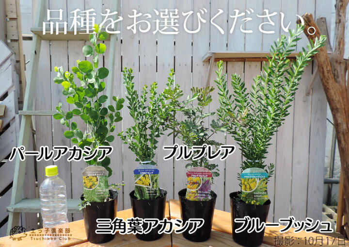 楽天市場】アカシアの木 ( ブルーブッシュ / 三角葉 / パール / プルプレア ) 10.5cmポット苗 【 選べる品種 】 : 花と緑の専門店 土っ子倶楽部 楽天市場】アカシアの木 ( ブルーブッシュ / 三角葉 / パール / プルプレア ) 10.5cmポット苗 【 選べる品種 】 : 花と緑の専門店 土っ子倶楽部