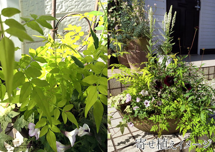 楽天市場 ジャスミン フィオナサンライズ 9cmポット苗 花と緑の専門店 土っ子倶楽部