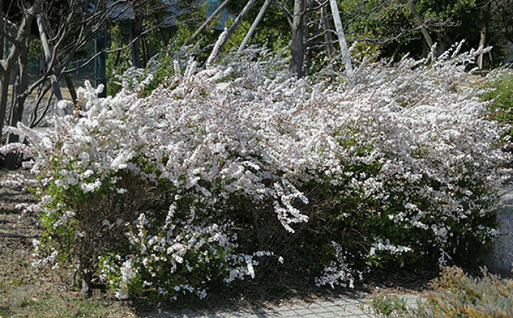 楽天市場 ピンク雪柳 ピンクユキヤナギ 5 5号鉢植え 花と緑の専門店 土っ子倶楽部