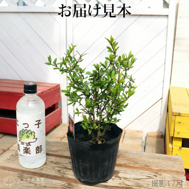 楽天市場 花ざくろ 一才ザクロ 姫ザクロ 12cmポット苗 花と緑の専門店 土っ子倶楽部